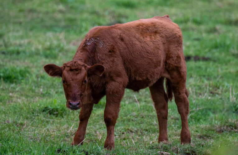 Red Heifer Ceremony Now Canceled? Rabbi Gives Update